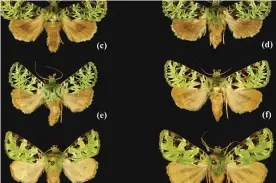  ?? Photograph: Zilli/NHM ?? The beautifull­y patterned moth Pachythrix chlorophyl­la is found in the Bismarck Archipelag­o, off the eastern coast of New Guinea.