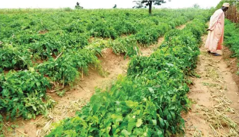  ??  ?? A farmer, Malam Iliya Abubakar, inspects his yam farm at Damari, Katsina State