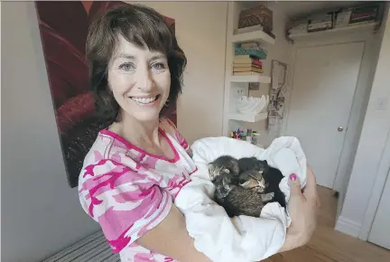  ?? TONY CALDWELL ?? Claire Castell holds six rescued kittens at her home in Ottawa on Thursday. Ottawa Stray Cat Rescue has taken in six kittens and their mom, who were discovered by workers at the Cyrville LRT. The organizati­on of volunteers has fostered about 2,500 cats...