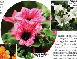  ?? ?? Petunia Surfinia ‘Lime’