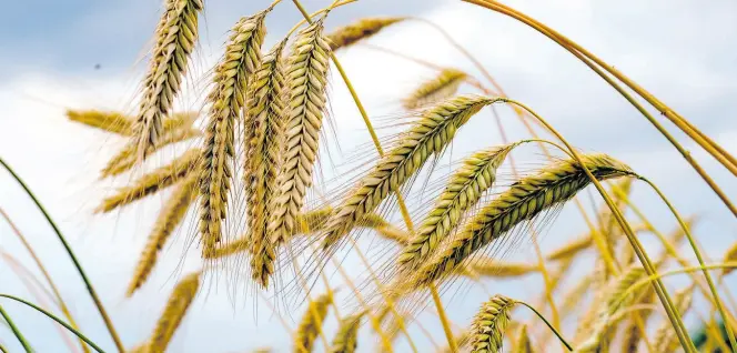 ?? Dpa-BILD: Kalaene ?? Russland begehe „Diebstahl“an ukrainisch­em Getreide, sagt Cem Özdemir. Kräftige Preisaufsc­hläge bei Weizen sind die Folge.