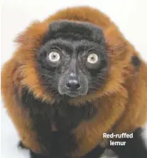  ??  ?? Red-ruffed lemur