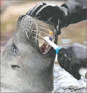  ??  ?? Amelia, a harbor seal, opens her mouth as mammal trainer Terra Wilson brushes her teeth at an outdoor exhibit at the New England Aquarium. The aquarium is closed to the public due to the virus outbreak.