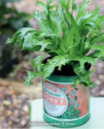  ??  ?? Asplenium nidus ‘Crissie’.