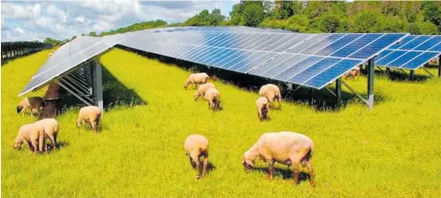  ?? Photo / Karl-Friedrich Hohl ?? Sheep would be able to graze beneath the solar panels that are to be installed on a Waikato farm, Harmony Energy says.