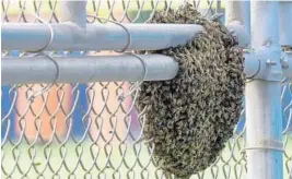  ?? TAIMY ALVAREZ/SUN SENTINEL ?? A nest of bees clings to a fence at the Dolphins’ practice facility in Davie. The bees, when swarming, were a distractio­n for the tail end of Wednesday’s practice.