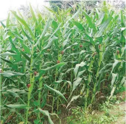  ??  ?? CORN FOR SILAGE MAKING – One of the favorite materials for making silage is corn. The plants that are 75 to 80 days old are harvested and shredded including their ears to make highly nutritious silage. The shredded materials are fermented in air-tight...