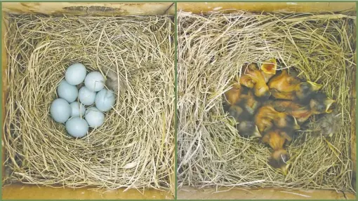  ?? COURTESY PHOTO ?? Nine-egg bluebird clutch and hatchlings in Amissville nestbox.