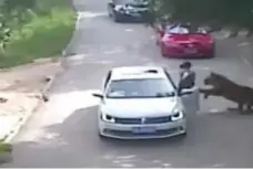  ?? YOUTUBE ?? Surveillan­ce footage shows a Siberian tiger attacking a female visitor at Beijing Badaling Safari World on Saturday morning.