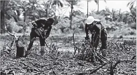  ??  ?? Workers remove dead mangroves during the clean-up at the Bodo site in Rivers State, Nigeria