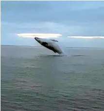  ??  ?? Dan Govier and a friend were fishing in Stephen‘s Passage, between Stephens and d’Urville islands in the outer Marlboroug­h Sounds, when they saw several humpback whales and managed to capture video footage of them breaching several times.