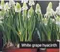  ??  ?? 02 Caption White White grape hyacinth