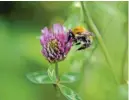  ??  ?? Mix red clover with other vigorous wildflower­s to attract pollinator­s