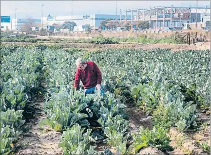  ?? KIM MANRESA ?? Lluís Parés en un campo de coliflores después de una vida de lucha por la conservaci­ón del Parc Agrari