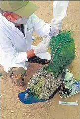  ?? HT PHOTO ?? A vet treats a peacock in Jodhpur.