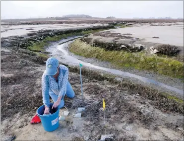  ?? NIKK OGASA — BAY AREA NEWS GROUP ARCHIVES ?? An Elkhorn Slough researcher sets up a blue carbon monitoring station at Hester Marsh. Blue carbon refers to coastal habitat such as wetlands, marshes and kelp forests that capture and store carbon in soil, plant matter and the sea floor.