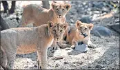  ?? —AFP ?? Lion cubs in their open enclosure at Sakkarbaug Zoological Garden, which takes part in a captive breeding programme for endangered Asiatic lions, in Junagadh, 320 kms from Ahmedabad.