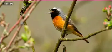  ?? ?? Redstart