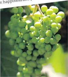  ?? JOSEP LAGO/GETTY IMAGES ?? In Spain, eating grapes as the clock strikes 12 brings prosperity.