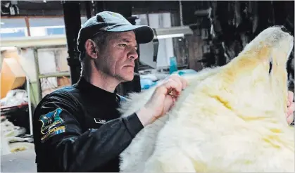  ?? THE ASSOCIATED PRESS ?? In this May 2018 photo provided by Interpol, a Canadian wildlife officer inspects a polar bear pelt for trade compliance. Internatio­nal police agency Interpol said a giant operation against illegal trade in wildlife and timber resulted in millions of...