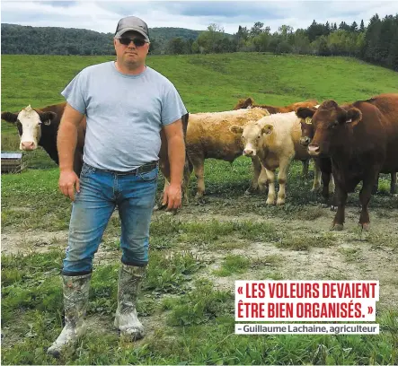  ?? PHOTO COURTOISIE ?? Guillaume Lachaine devant ses vaches et veaux sur le terrain où il s’est fait voler une partie de son bétail.