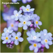  ?? ?? Forget-me-nots