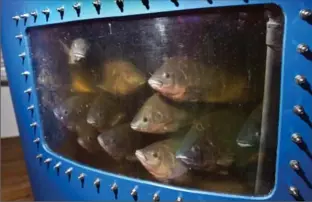  ?? RECORD STAFF ?? Tilapia swim in aquaponic tanks at Green Relief in Puslinch.