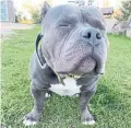  ?? ?? Tommy Chang is challengin­g the City of Vaughan over the seizure and DNA testing of his year-old puppy, Dwaeji, which he says is an American bully, not a pit bull, and poses no threat.