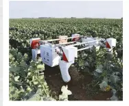  ??  ?? A mobile agricultur­al robot, Thorvald can navigate through fields to monitor the broccoli crop and soil