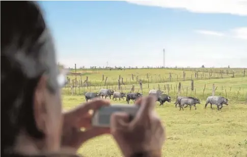  ?? VANESSA GÓMEZ ?? Los turistas aprovechan las visitas a las ganaderías para conocer cómo vive el toro bravo