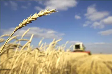  ??  ?? A combine harvests wheat in a field near the town of Akkol, some 110 kilometres north of the capital Astana. Plans for a deal under which Russia and Kazakhstan are to supply wheat to Iran have stalled as “no progress” has been made in its financing, the secretary general of the Iran Federation of Food Industry Associatio­ns said. — Reuters photo