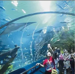  ??  ?? Crowd-puller: Aquaria KLCC averages between 800,000 and 900,000 visitors a year.