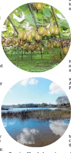  ??  ?? From top: Manuka honey is just the beginning. Lake Manuwai was formed in the 1980s for the Kerikeri Irrigation Scheme. Water management had an easier pathway and projects are under way to support, for example, intensive horticultu­re developmen­t.