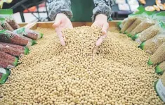  ??  ?? An employee picks out bad beans from a pile of soybeans at a supermarke­t. — Reuters photo