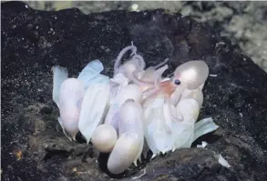  ?? SCHMIDT OCEAN INSTITUTE ?? En la foto, un sitio donde los pulpos nacen y pasan sus primeros instantes de vida en el Pacífico tico.