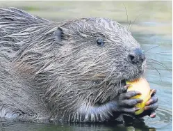  ?? Picture: PA. ?? Beavers are of enormous benefit to our environmen­t, Jim argues. And time is running out to save them.