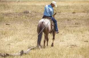  ??  ?? HEIDI NYLAND MELOCCO is a riding instructor, photograph­er, and writer based in Mead, Colo. www.whole-picture.com
When pulling straight, use your right leg behind the cinch to yield your horse’s hip to the left any time you worry that the rope may go under his tail.
[ ]