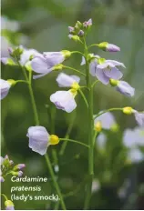  ??  ?? Cardamine pratensis (lady’s smock).