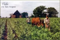  ??  ?? The Vuelta Abajo tobacco plantation­s in Pinar del Rio and the lifestyle of the men and women who work there have inspired countless feature reports in the course of these two decades. This piece shows the beginning of the tobacco productive process and...