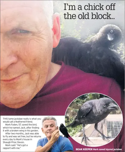  ??  ?? BEAK KEEPER Mark saved injured jackdaw