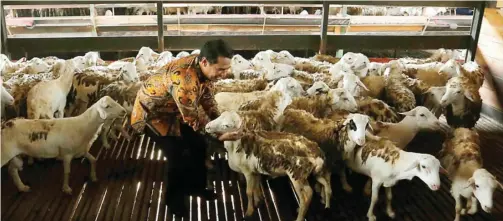  ?? GUSLAN GUMILANG/JAWA POS ?? CEK PENGIRIMAN PERTAMA: Menteri Pertanian Andi Amran Sulaiman memeriksa kambing-kambing jenis ekor tipis yang dikirim ke Malaysia kemarin.