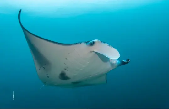  ?? ?? A majestic manta ray at Ihavandhip­polhu Atoll