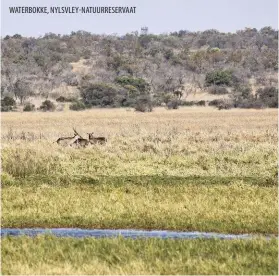  ?? ?? WATERBOKKE, NYLSVLEY-NATUURRESE­RVAAT