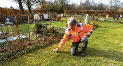  ?? Fotos: Marcus Merk ?? Michael Vogt vom Tiefbauamt der Stadt Neusäß begutachte­t den Rasen auf dem Friedhof. Hier sind chemische Unkrautver­nichter verboten, daher sind bei der Pflege des Grüns Alternativ­en gefragt.