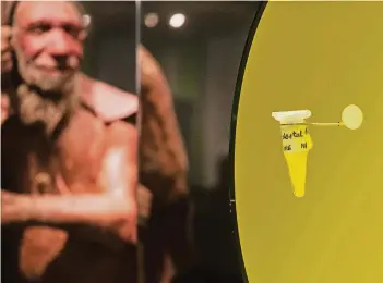  ?? RP-FOTOS: MIKKO SCHÜMMELFE­DER ?? In dem kleinen Gläschen steckt das Genom des Steinzeitm­enschen. Gefunden und extrahiert hat man es durch die Knochen des Neandertal­ers.