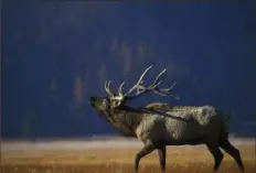  ?? Wikimedia Commons ?? Pennsylvan­ia has about 1,000 wild free-ranging elk, which attracted hundreds of thousands of tourists last year.