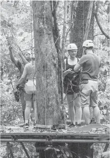  ??  ?? Like much in Costa Rica’s rainforest, the Pacuare Lodge's Canopy Adventures zipline orientatio­n starts up in a tree.