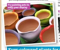  ??  ?? Try painting pots to unify your display