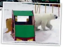  ??  ?? Scavenging: A horde of polar bears search for food on a rubbish tip. Right, one of the animals in a children’s playground d