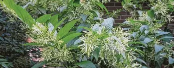  ?? Ball Horticultu­ral ?? Prune night-blooming jasmine after it blooms to shape and encourage another flowering period. Otherwise, the spent flowers are followed by white berries.